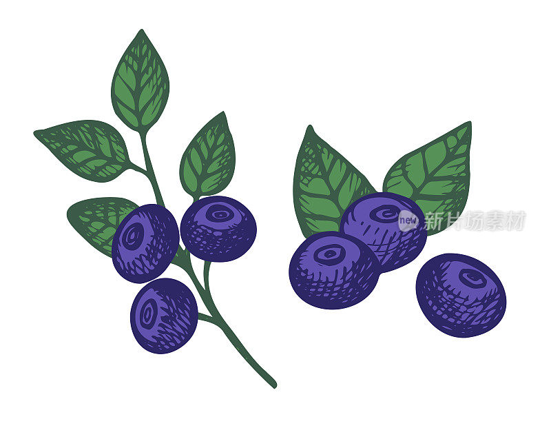 蓝莓植物手绘野生浆果和大越橘植物的叶子。设计元素。矢量插图上孤立的白色背景