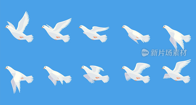 鸽子动画。鸟在天上动翅膀。飞行候鸽，卡通矢量插图。鸽子动画元素。白鸽飞行序列