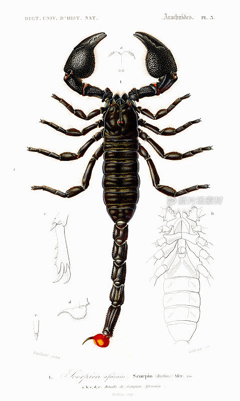 非洲蝎子-自然历史的通用词典由查尔斯・德・奥比尼1849年