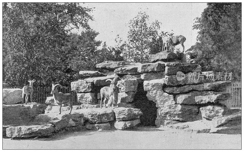 来自英国杂志的古董图片:沃德斯登庄园公园和山羊