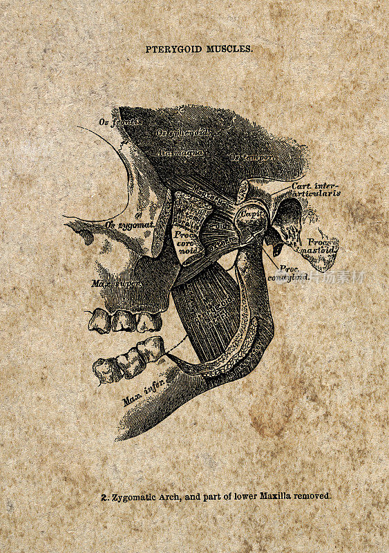 头部和面部肌肉，翼状肌，古典生物医学插图，维多利亚解剖图纸，19世纪。