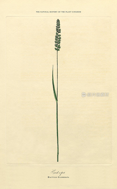 草，植物王国，维多利亚植物插图，大约1853年