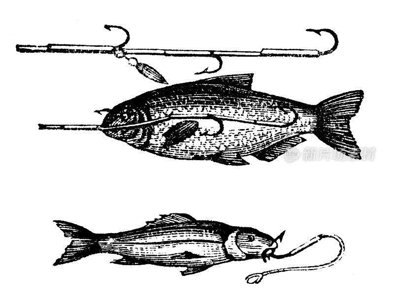 19世纪的鱼饵雕刻