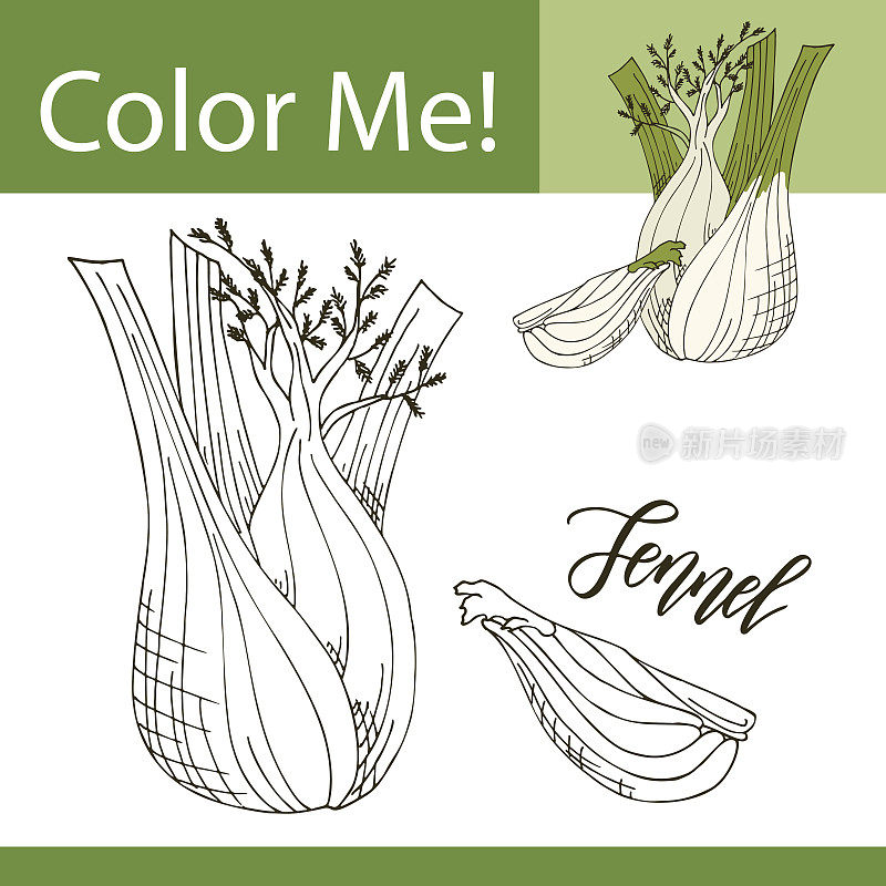 教育用蔬菜着色页。手绘矢量插图的茴香。