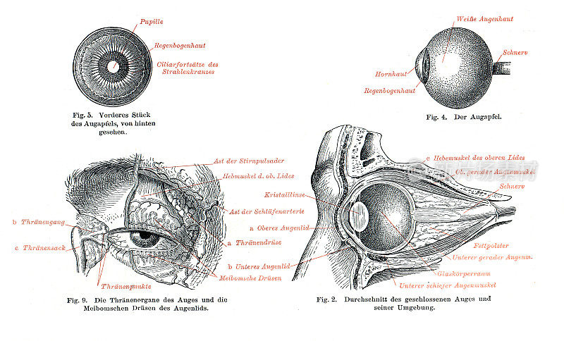 视网膜和眼球的医学说明1896