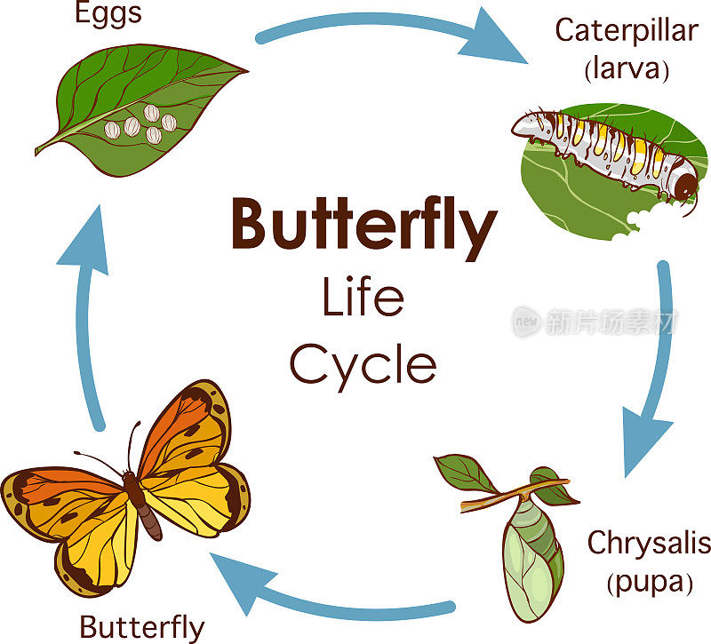 蝴蝶生命周期图的矢量插图