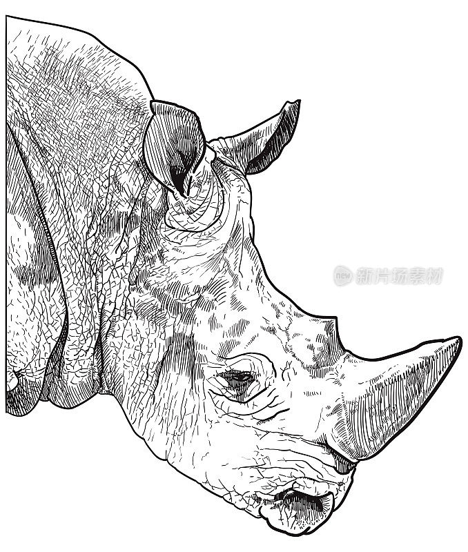 画一头犀牛的头