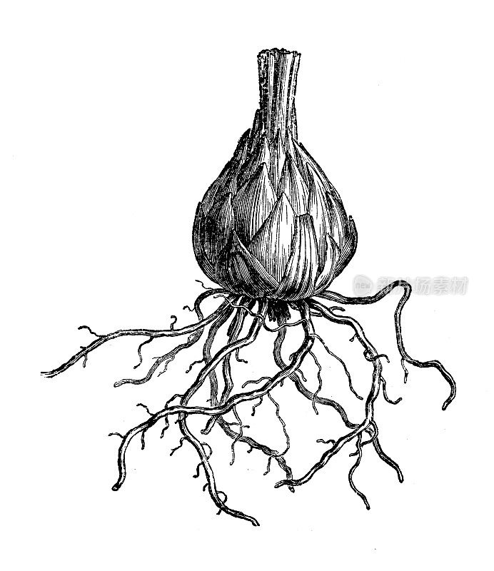 古植物学插图:百合球茎