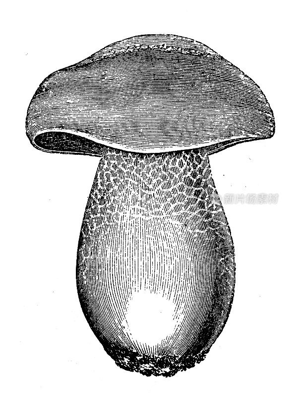 古董插图:牛肝菌