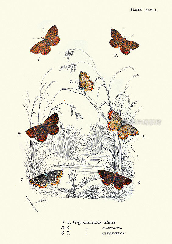 蝴蝶，阿莱克斯多姆斯多姆斯萨尔玛西斯多姆斯多姆斯阿尔塔薛西斯多姆斯，艺术版画