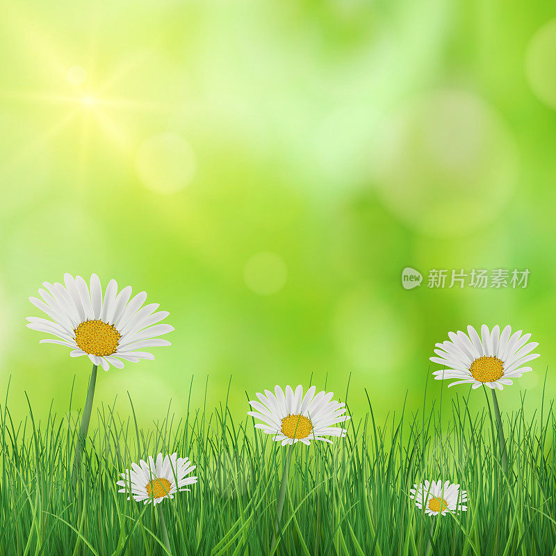 郁郁葱葱的绿草与雏菊照亮的太阳向量