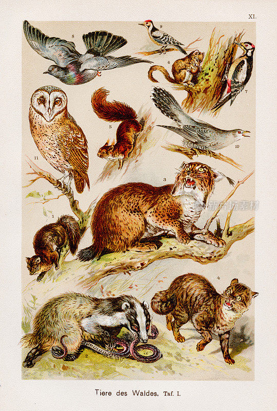 淡水动物色板印刷术1899