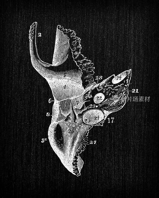 人体解剖学古董插图:头骨颞骨