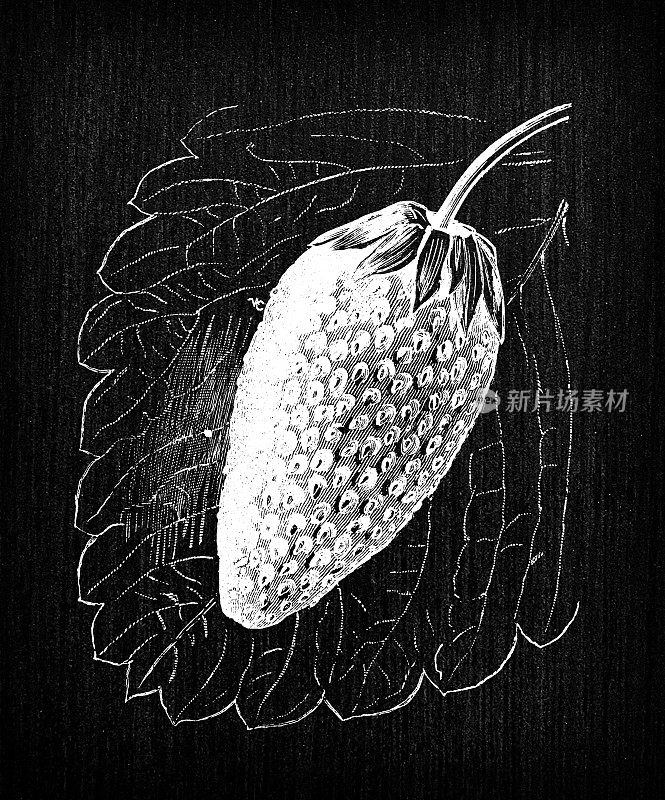 植物学蔬菜植物仿古雕刻插图:草莓