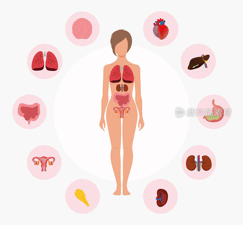 人体解剖学。女性身体与器官系统图。医学视觉、教具、导学等教育理念。