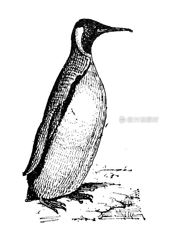 古董插图:企鹅