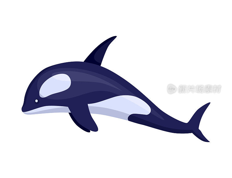 虎鲸-海洋和海洋动物。动物群在扁平的卡通风格。矢量可爱的彩色物体孤立在白色背景