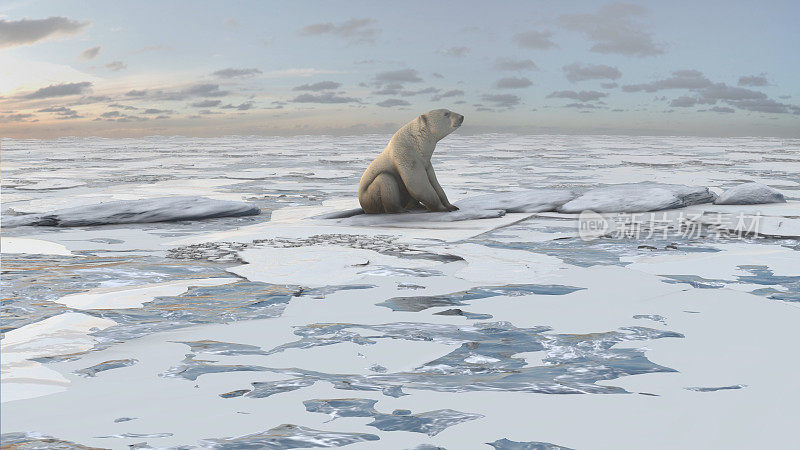鸟瞰北极熊坐在冰冻的海冰上