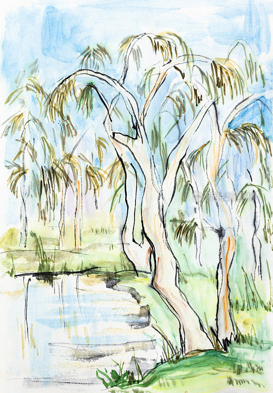 池塘岸边高大的桉树