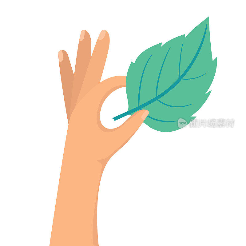 在透明的背景下，手握一片绿叶。环境的概念