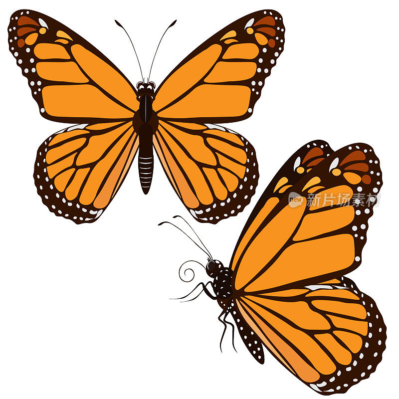黑脉金斑蝶，黑脉金斑蝶，孤立在白色背景上。