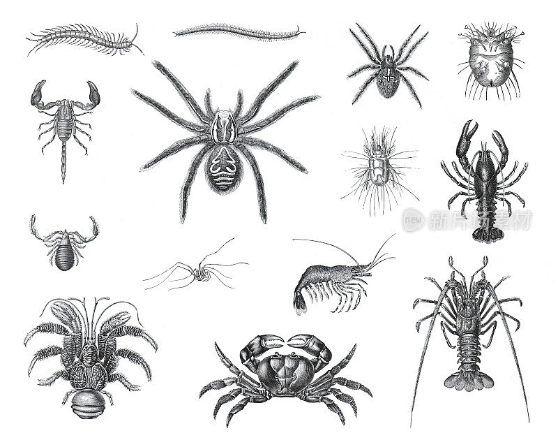 一大堆卡通蜈蚣。卡通蜘蛛角色孤立在白色背景上。收集令人毛骨悚然的动物。手绘蜈蚣插图。