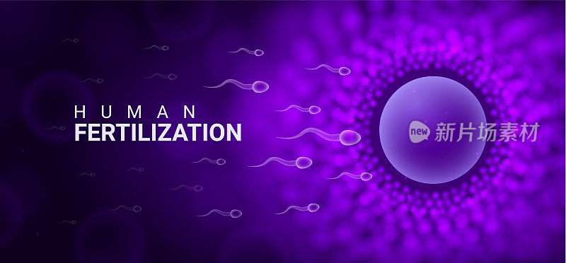 人类生育能力的卵子精子生殖背景。人卵细胞胚珠动物体外受精标志
