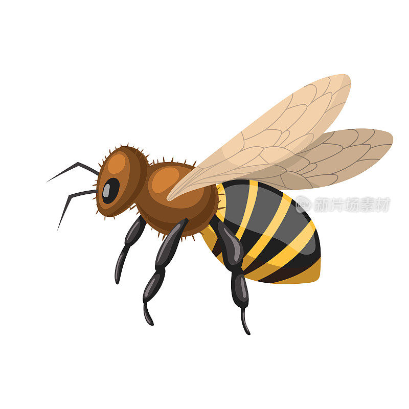 蜜蜂蜂蜜卡通矢量插图