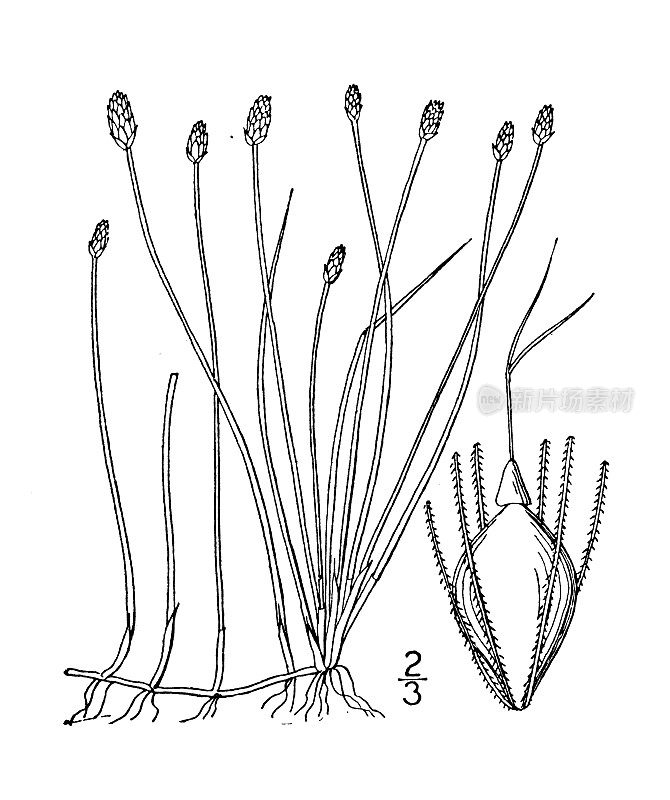 古植物学植物插图:橄榄树，明亮的绿色穗冲刺