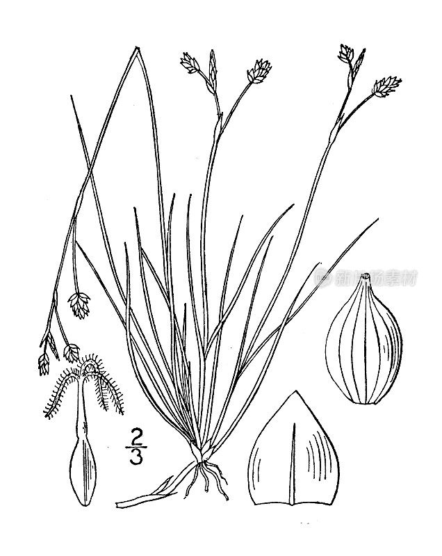 古植物学植物插图:苔草、刚毛叶莎草