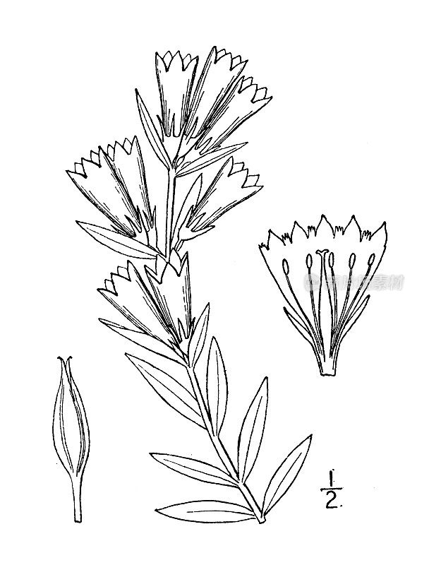 古植物学植物插图:龙胆，长叶龙胆