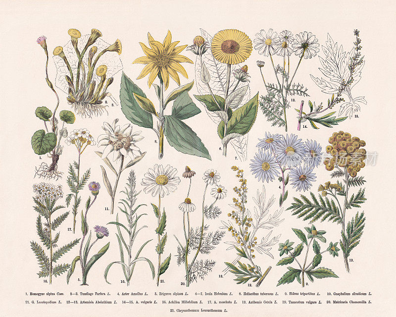 开花植物(被子植物科，菊科)手工彩色木刻，1887年出版