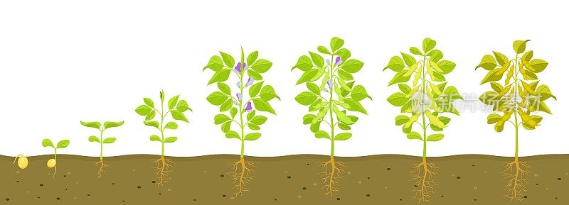 大豆在土壤中的生长周期。发芽豆类的矢量插图。