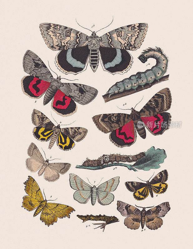 蝴蝶(蝶科，夜蛾科，尺蠖科)，手工彩色平版，1881年出版