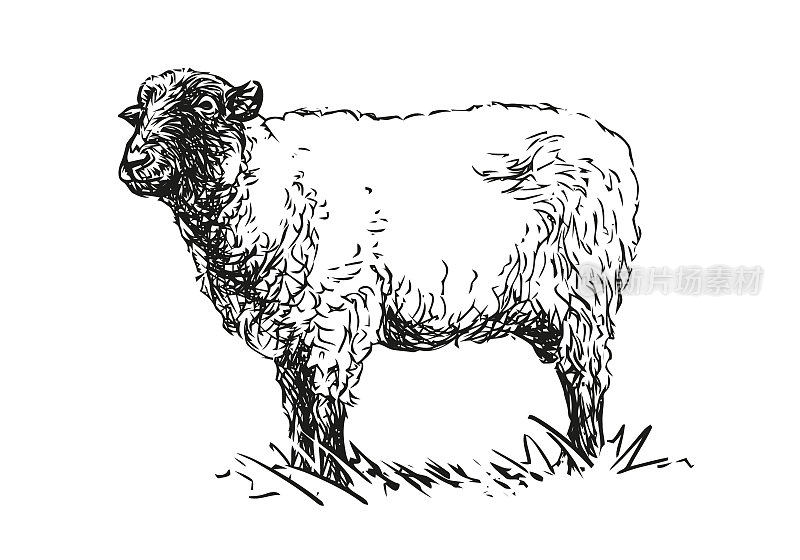 羊-农场动物，手绘插图