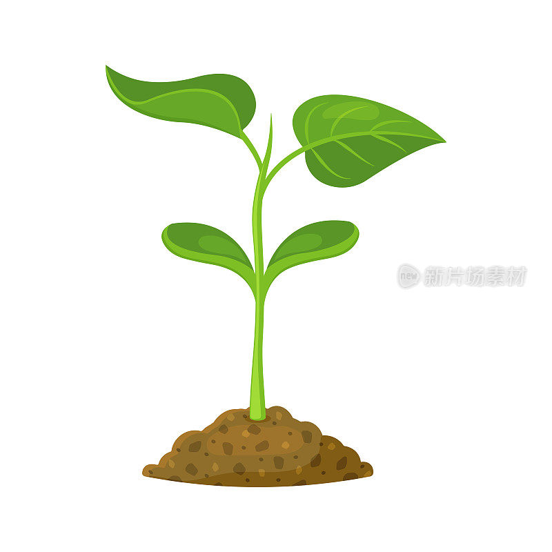 白色背景下，绿色的嫩芽在土壤中发芽。一株幼苗的矢量图。卡通风格的豆苗