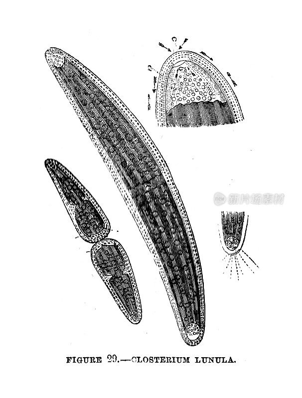 19世纪插图;显微镜和载玻片;新月藻甲半月;《哈珀斯月刊》1859年