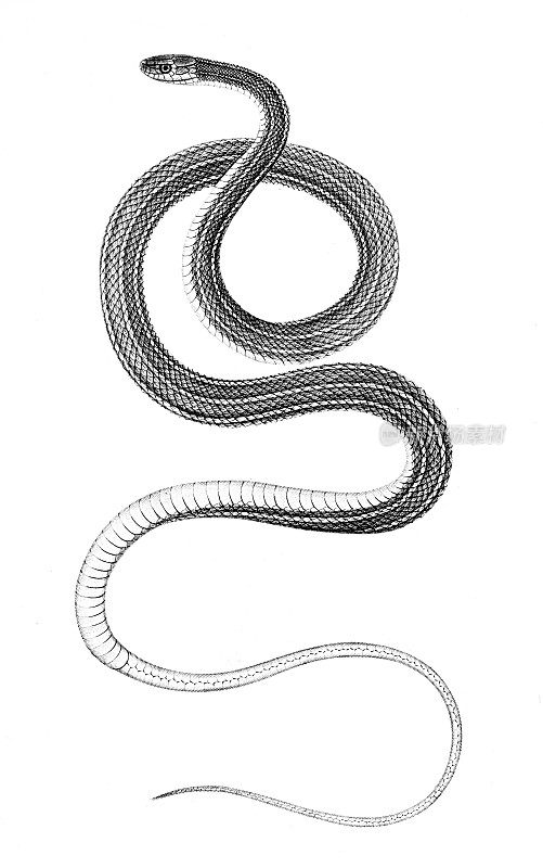 1860年草原水蛇雕刻