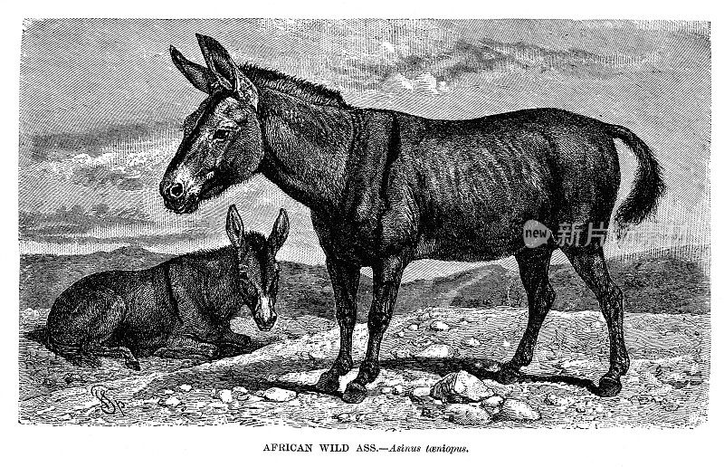 非洲野驴雕刻插图1892年