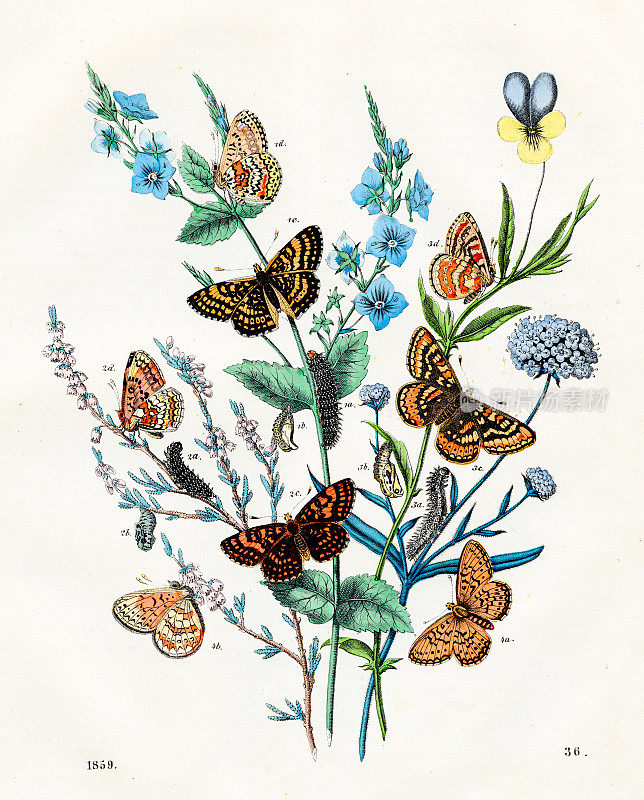 日蝴蝶:甲壳贝母，格兰维尔，石南，沼泽，银-来自1859年“世界之书”的非常罕见的盘子