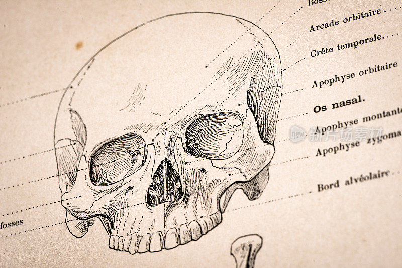 人体解剖插图从古董法国艺术书:头骨