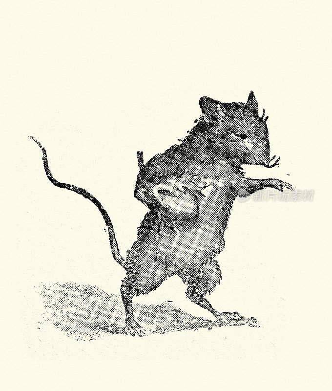 老鼠携带食物，拟人化，维多利亚儿童读物插图，19世纪