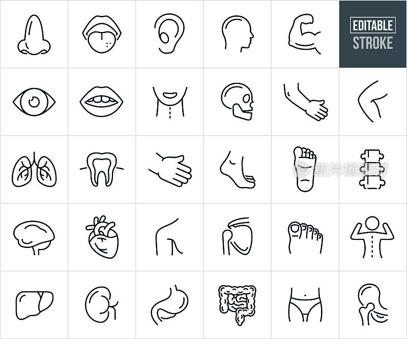 人体部位和器官瘦图标-可编辑的笔画