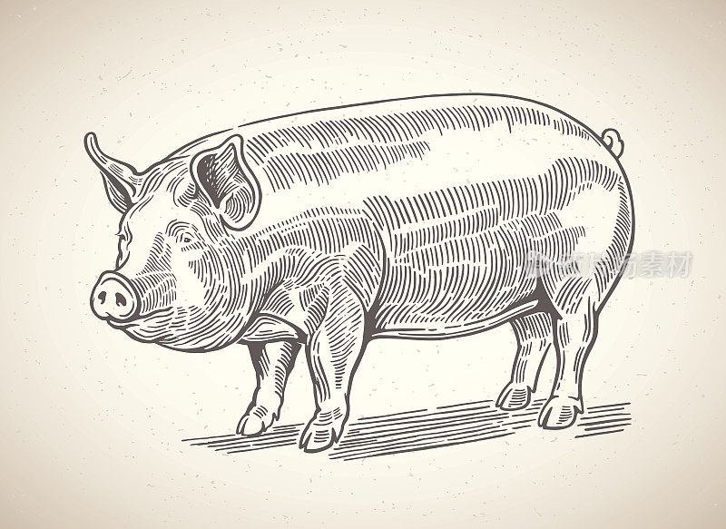图形化的猪。