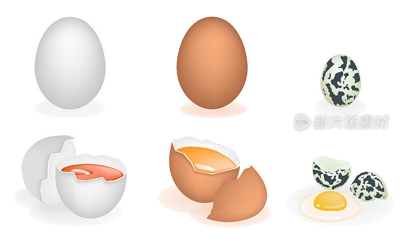 三个不同鸡蛋的插图