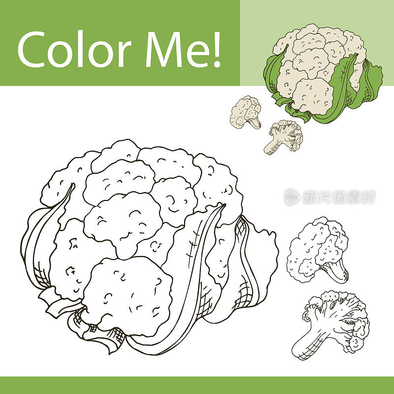 教育用蔬菜着色页。手绘矢量画图的花椰菜。