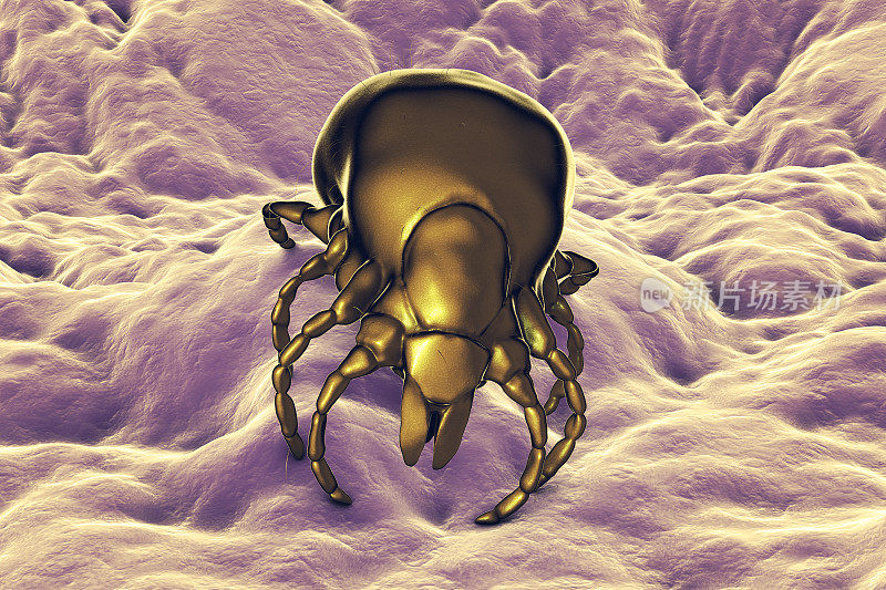 硬蜱，一种传播伯氏疏螺旋体细菌的节肢动物