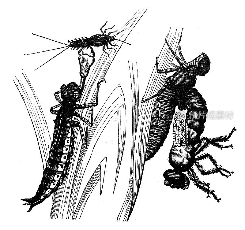 darner蜻蜓幼虫的古董插图(libellulae)