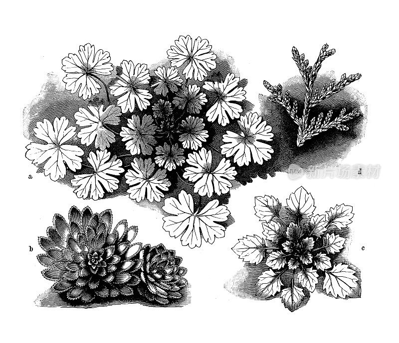 古植物学插图:天竺葵、虎耳虎耳草、风铃草、杜鹃花