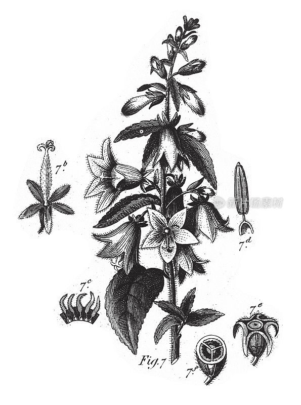 风铃，植物与树脂或乳白色树液雕刻古董插图，出版于1851年